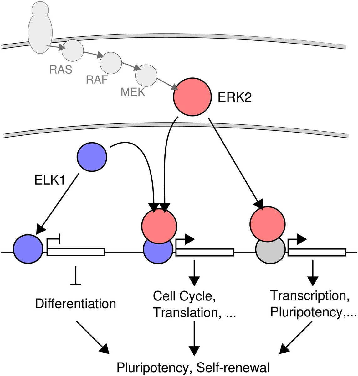 Regulatory Network